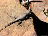 Fence Lizard, Sceloporus Undulatus Photographic Print by Larry Jernigan