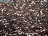 Flock of Snow Geese Photographic Print