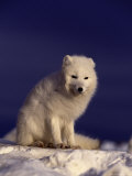 Arctic Fox, Winter Pelage, Alopex Lagopus Photographic Print by Robert Franz