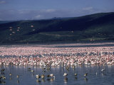 Flamingos Massed on Lake Nakuru,Kenya Photographic Print