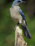 Mexican Jay Bird on a Dead Tree Photographie par Fogstock Llc 