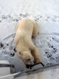 Polar Bear, Ursus Maritimus Chews on Tundra Buggy Photographic Print by Yvette Cardozo