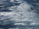 Lone Surfer Standing at the Water's Edge Photographic Print