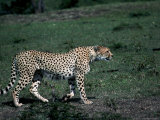 Cheetah Stalking Lámina fotográfica Cheetah Stalking Lámina fotográfica