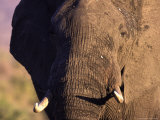 African Elephant, Loxodonta Africana Photographie par Robert Franz