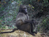 Baboon Photographie