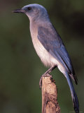Mexican Jay Standing on a Tree Stump Photographie par Fogstock Llc 