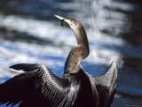 Heron Eating Food Photographic Print