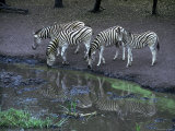 Four Zebras Drinking at Waterhole Photographic Print