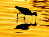 Avocet Silhouette at Sunrise Photographie par Russell Burden