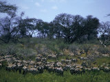 A Herd of Zebras Grazing Photographic Print
