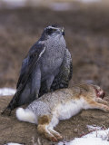 Northern Goshawk, Accipiter Gentilis Photographic Print by Robert Franz