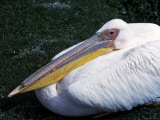 A Pelican Squatting on the Grass Photographic Print