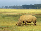 White Rhinoceros Grazing Photographic Print
