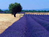 Fields of Lavender Lámina fotográfica por Fogstock Llc Fields of Lavender Lámina fotográfica por Fogstock Llc