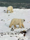 Polar Bear, Ursus Maritimus, Churchill, Manitoba Photographic Print by Yvette Cardozo