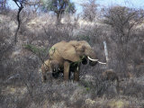 Elephant with Two Calves Photographie