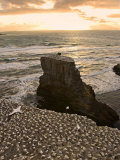 Muriwai Beach, Gannet Colony Photographie par Tomas del Amo