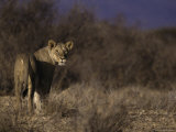 African Lion, Panthera Leo Photographic Print by D. Robert Franz