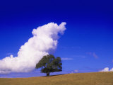Tree and Cloud, Atlantic Wood Lámina fotográfica por Silvestre Machado