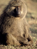 Olive Baboon Sitting on the Ground Photographie par Fogstock Llc 
