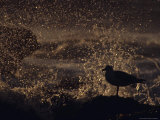 Seagull with Waves Crashing Behind It Photographic Print by Fogstock Llc 