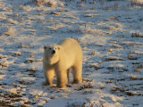 Polar Bear, Ursus Maritimus, Churchill, Manitoba Photographic Print by Yvette Cardozo