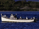 Kangaroo Island, Cormorants Perched on Boat Photographie par D. Robert Franz