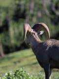 Rocky Mountain Bighorn Sheep, Montana Photographic Print by Donald Higgs