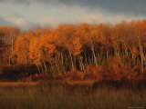Autumn Colors at Lake of the Woods, Ontario Photographic Print by Keith Levit