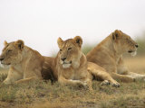 Lions, Ngorongoro Crater, Africa Lámina fotográfica por Keith Levit Lions, Ngorongoro Crater, Africa Lámina fotográfica por Keith Levit