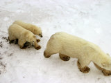 Polar Bear, Ursus Maritimus, Churchill, Manitoba Photographic Print by Yvette Cardozo