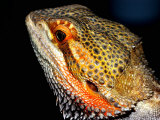 Collared Dragon Photographic Print by Larry Jernigan