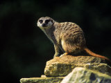 Adult Meerkat Standing On Rock Lámina fotográfica Adult Meerkat Standing On Rock Lámina fotográfica