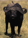 African Buffalo, Syncerus Caffer Photographic Print by D. Robert Franz