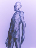 Cuerpo humano Lámina fotográfica por Fogstock Llc