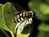 American Hover Fly, Metasurphus Americanus Photographic Print by Larry Jernigan