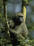 Male Olive Baboon, Papio Anubis Photographic Print by D. Robert Franz
