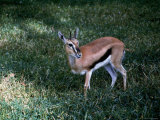 Thompsons Gazelle, Nairobi Photographic Print