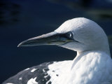 Head Of Gannet Bird, Lundy Isle,Devon,UK Lámina fotográfica Head Of Gannet Bird, Lundy Isle,Devon,UK Lámina fotográfica