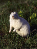 Prairie Dog, South Dakota Photographic Print by Bruce Clarke