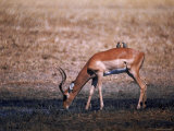 Impala Ram and Oxpeckers Photographic Print