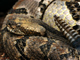 Timber Rattle Snake, Crotalus Horidus Photographic Print by Larry F. Jernigan