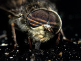 American Horsefly, Tabanus Americanus Photographic Print by Larry Jernigan