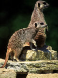 Two Adult Meerkats Standing on Rock Photographie
