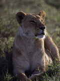 African Lion, Panthera Leo Photographic Print by D. Robert Franz