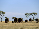 Troupeau d'éléphant d'Afrique Photographie