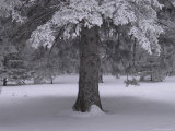 Winnipeg Manitoba, Canada Winter Scenes Lámina fotográfica por Keith Levit