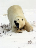 Polar Bear, Ursus Maritimus, Churchill, Manitoba Lámina fotográfica por Yvette Cardozo Polar Bear, Ursus Maritimus, Churchill, Manitoba Lámina fotográfica por Yvette Cardozo