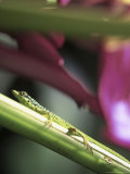 Banana Flower and Lizard, Jardin de Balata, FWI Photographic Print by Walter Bibikow